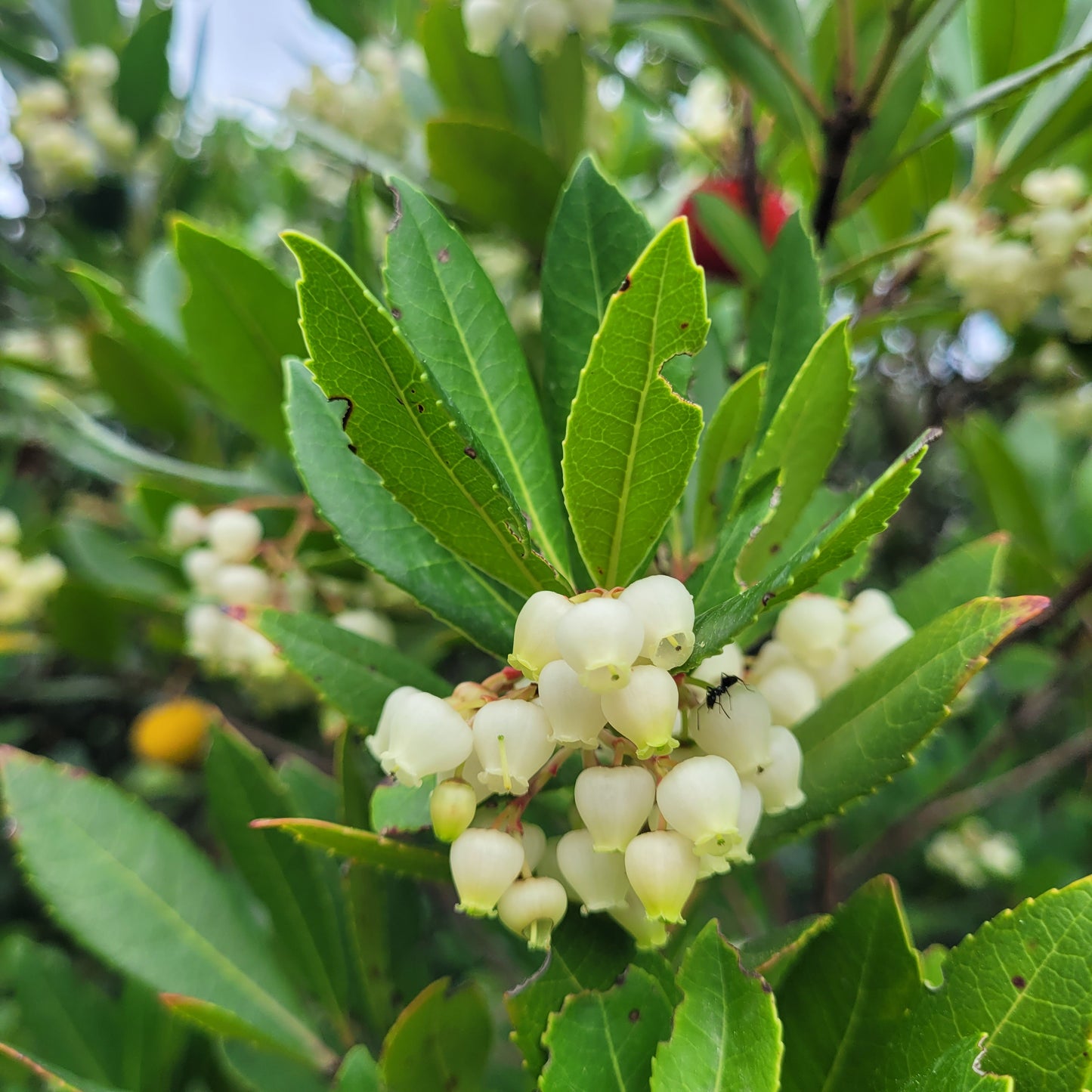 Ohrstecker Silber 925