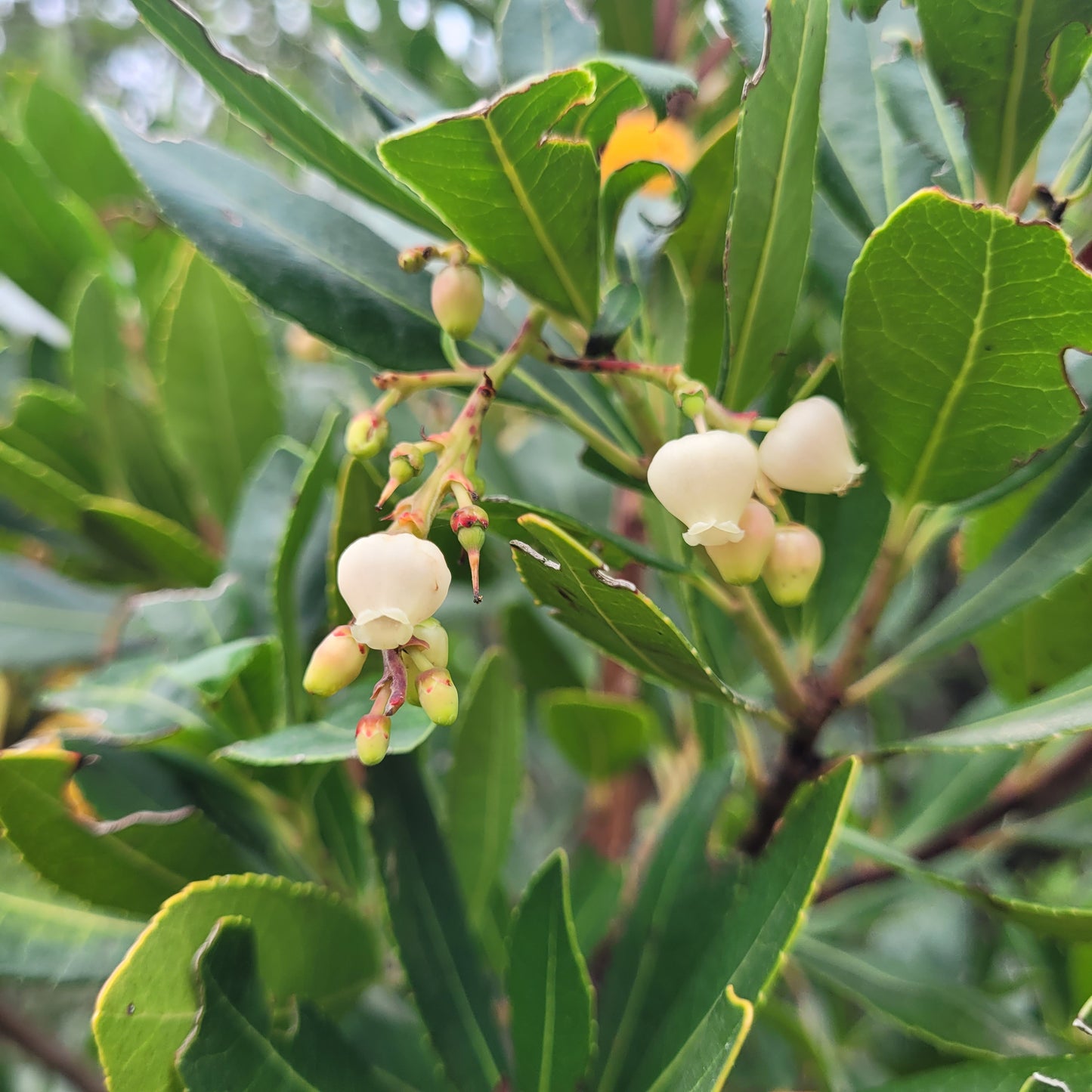 Ohrstecker Silber 925