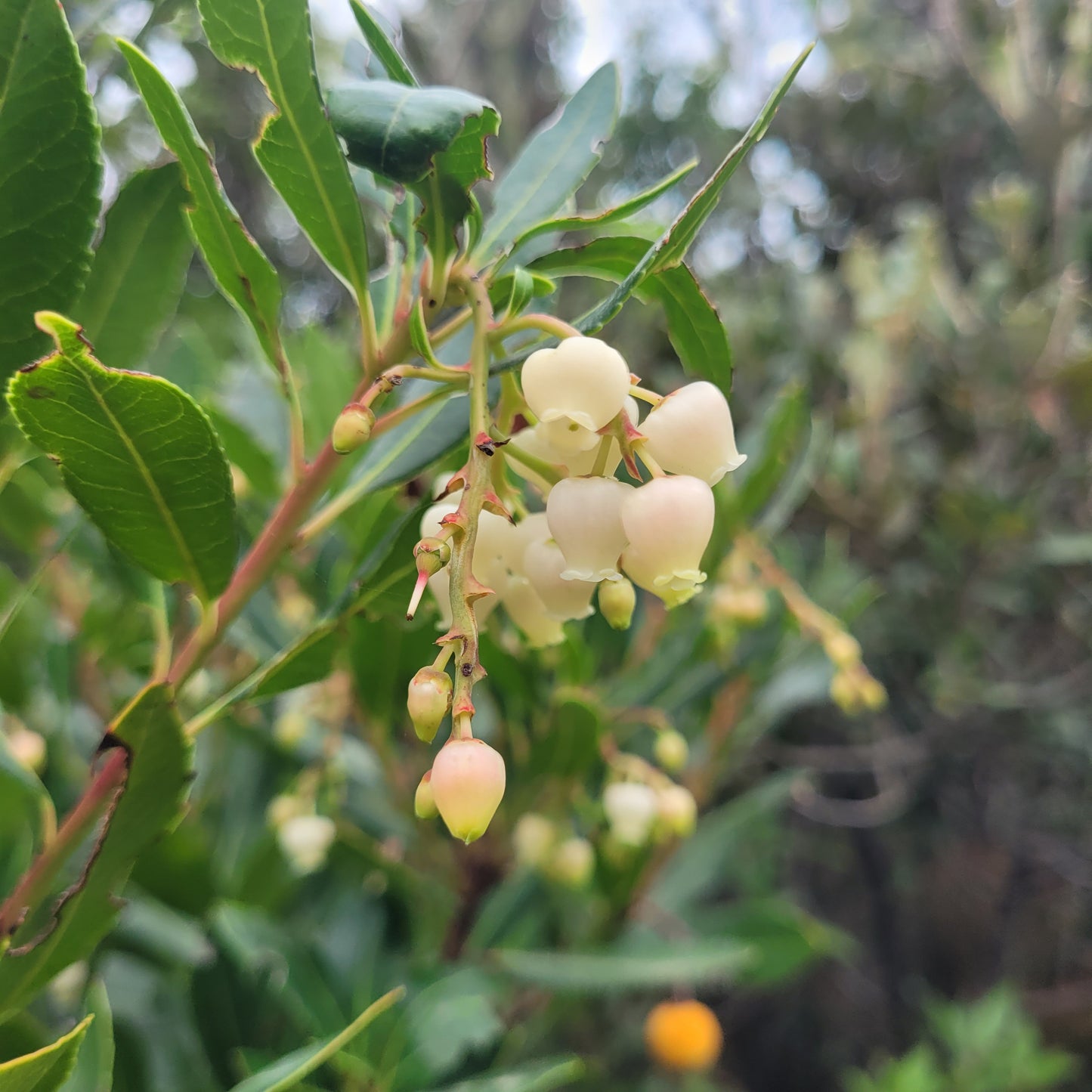 Ohrstecker Silber 925